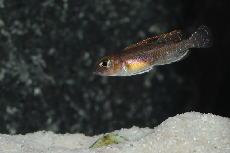 Lamprologus ornatipinnis 'Mwamgongo'